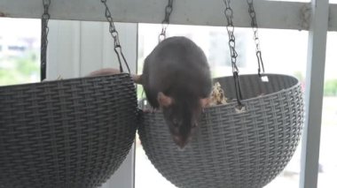 Kahverengi evcil sıçan evin etrafında koşuyor ve işini yapıyor. Bir kafeste oturur, yer ve oynar.