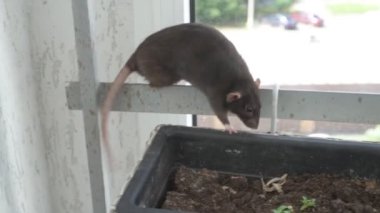 Kahverengi evcil sıçan evin etrafında koşuyor ve işini yapıyor. Bir kafeste oturur, yer ve oynar.