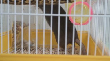 Kahverengi evcil sıçan evin etrafında koşuyor ve işini yapıyor. Bir kafeste oturur, yer ve oynar.