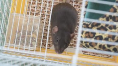 Kahverengi evcil sıçan evin etrafında koşuyor ve işini yapıyor. Bir kafeste oturur, yer ve oynar.