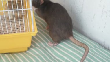 Kahverengi evcil sıçan evin etrafında koşuyor ve işini yapıyor. Bir kafeste oturur, yer ve oynar.