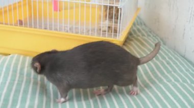 Kahverengi evcil sıçan evin etrafında koşuyor ve işini yapıyor. Bir kafeste oturur, yer ve oynar.