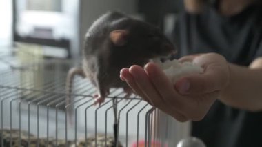 Kahverengi evcil sıçan evin etrafında koşuyor ve işini yapıyor. Bir kafeste oturur, yer ve oynar.