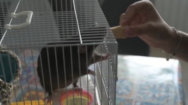 Kahverengi evcil sıçan evin etrafında koşuyor ve işini yapıyor. Bir kafeste oturur, yer ve oynar.