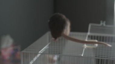 Kahverengi evcil sıçan evin etrafında koşuyor ve işini yapıyor. Bir kafeste oturur, yer ve oynar.