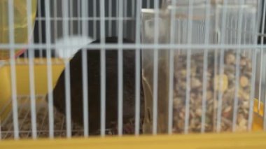 Kahverengi evcil sıçan evin etrafında koşuyor ve işini yapıyor. Bir kafeste oturur, yer ve oynar.