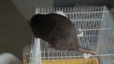 Kahverengi evcil sıçan evin etrafında koşuyor ve işini yapıyor. Bir kafeste oturur, yer ve oynar.
