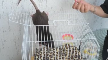 Kız akıllı, sevimli evcil faresiyle ilgileniyor ve oynuyor. Sahibi kahverengi fareyi besler ve yıkar.