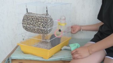 Kız akıllı, sevimli evcil faresiyle ilgileniyor ve oynuyor. Sahibi kahverengi fareyi besler ve yıkar.