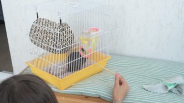 Kız akıllı, sevimli evcil faresiyle ilgileniyor ve oynuyor. Sahibi kahverengi fareyi besler ve yıkar.