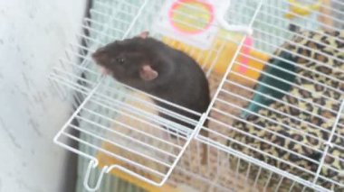 Kız akıllı, sevimli evcil faresiyle ilgileniyor ve oynuyor. Sahibi kahverengi fareyi besler ve yıkar.