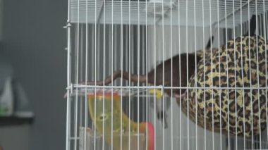 Kız akıllı, sevimli evcil faresiyle ilgileniyor ve oynuyor. Sahibi kahverengi fareyi besler ve yıkar.