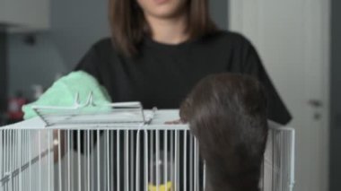 Kız akıllı, sevimli evcil faresiyle ilgileniyor ve oynuyor. Sahibi kahverengi fareyi besler ve yıkar.