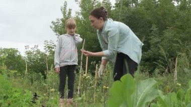 Anne ve kız bahçede çalışıyor, arka bahçedeki bitkilerle ilgileniyor, yatakları hasat ediyor ve yabani otları temizliyor.