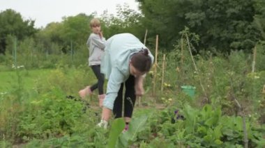 Anne ve kız bahçede çalışıyor, arka bahçedeki bitkilerle ilgileniyor, yatakları hasat ediyor ve yabani otları temizliyor.