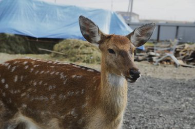 Portrait of a young female sika deer on a farm clipart