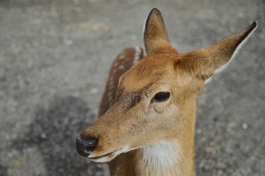 Çiftlikteki genç bir sika geyiğinin portresi.