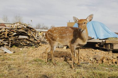 Portrait of a young female sika deer on a farm clipart