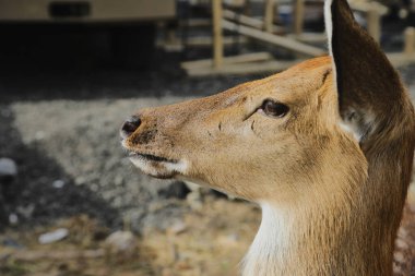 Portrait of a young female sika deer on a farm clipart