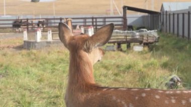 Çiftlikteki genç bir sika geyiğinin portresi.