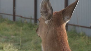 Çiftlikteki genç bir sika geyiğinin portresi.