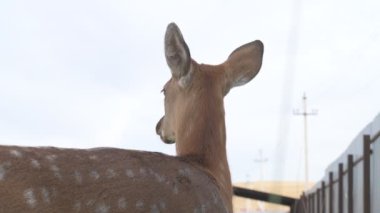 Çiftlikteki genç bir sika geyiğinin portresi.