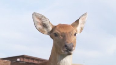 Çiftlikteki genç bir sika geyiğinin portresi.