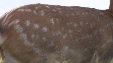 Çiftlikteki genç bir sika geyiğinin portresi.