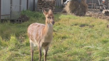 Çiftlikteki genç bir sika geyiğinin portresi.