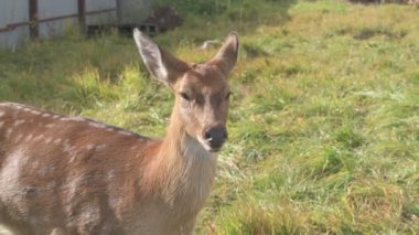 Çiftlikteki genç bir sika geyiğinin portresi.