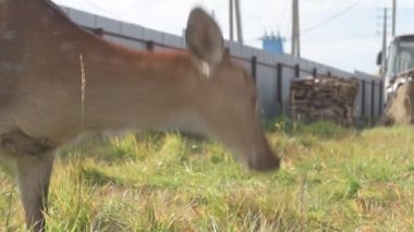 Çiftlikteki genç bir sika geyiğinin portresi.