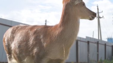 Çiftlikteki genç bir sika geyiğinin portresi.