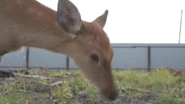 Çiftlikteki genç bir sika geyiğinin portresi.