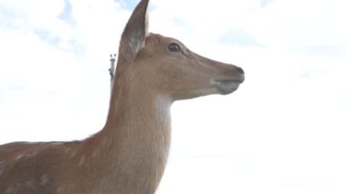 Çiftlikteki genç bir sika geyiğinin portresi.