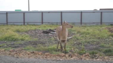 Çiftlikteki genç bir sika geyiğinin portresi.