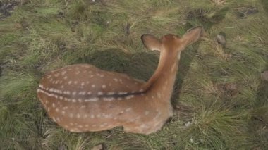 Çiftlikteki genç bir sika geyiğinin portresi.