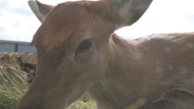 Çiftlikteki genç bir sika geyiğinin portresi.