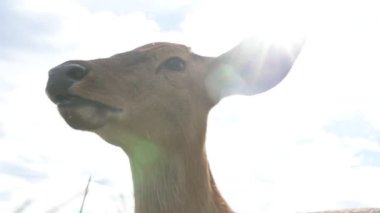 Çiftlikteki genç bir sika geyiğinin portresi.