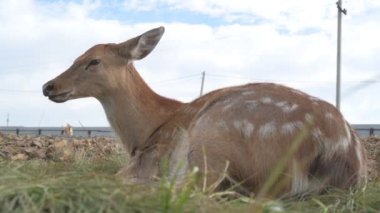 Çiftlikteki genç bir sika geyiğinin portresi.