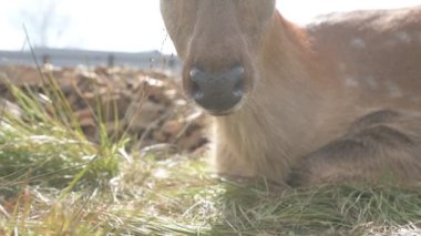 Çiftlikteki genç bir sika geyiğinin portresi.