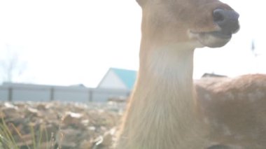 Çiftlikteki genç bir sika geyiğinin portresi.