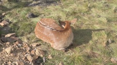 Çiftlikteki genç bir sika geyiğinin portresi.