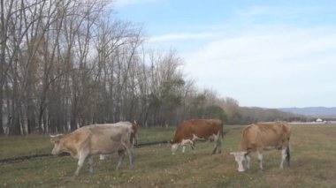 Tarlada otlayan inek portresi. Otlakta ot yiyen bir inek sürüsü