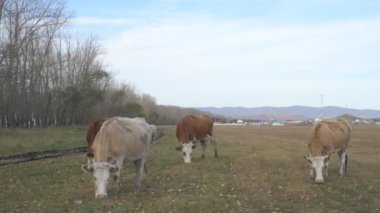 Tarlada otlayan inek portresi. Otlakta ot yiyen bir inek sürüsü