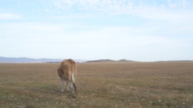 Tarlada otlayan inek portresi. Otlakta ot yiyen bir inek sürüsü