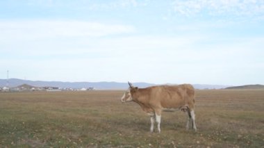 Tarlada otlayan inek portresi. Otlakta ot yiyen bir inek sürüsü