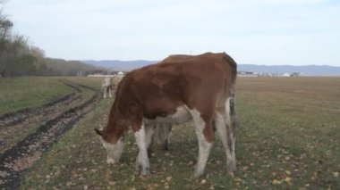 Tarlada otlayan inek portresi. Otlakta ot yiyen bir inek sürüsü