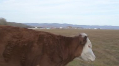 Tarlada otlayan inek portresi. Otlakta ot yiyen bir inek sürüsü