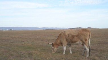 Tarlada otlayan inek portresi. Otlakta ot yiyen bir inek sürüsü