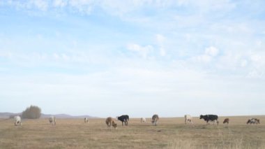 Tarlada otlayan inek portresi. Otlakta ot yiyen bir inek sürüsü